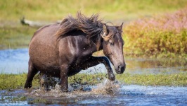 Desktop wallpaper. Animals. ID:90359