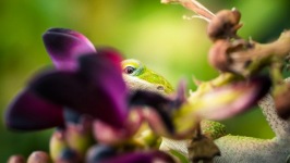 Desktop wallpaper. Animals. ID:90360