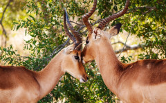 Desktop wallpaper. Animals. ID:90378