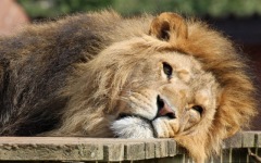 Desktop wallpaper. Animals. ID:90381