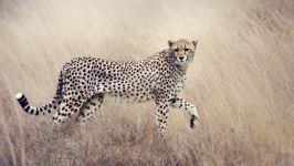 Desktop wallpaper. Animals. ID:90395