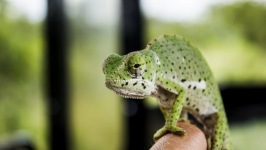 Desktop wallpaper. Animals. ID:90412