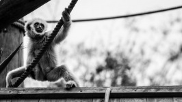 Desktop wallpaper. Animals. ID:90433