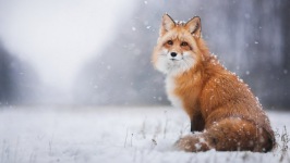 Desktop wallpaper. Animals. ID:90434