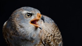 Desktop wallpaper. Animals. ID:90447