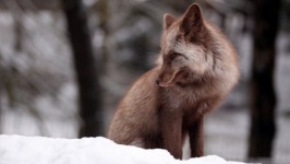 Desktop wallpaper. Animals. ID:90475