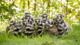 Desktop wallpaper. Animals. ID:90515