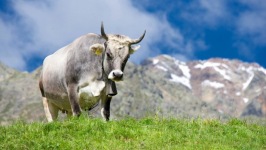 Desktop wallpaper. Animals. ID:90525