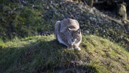 Desktop wallpaper. Animals. ID:90691