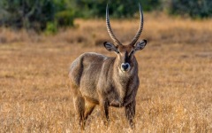 Desktop wallpaper. Animals. ID:90758