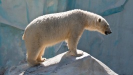 Desktop wallpaper. Animals. ID:90764