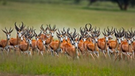Desktop wallpaper. Animals. ID:90789