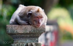 Desktop wallpaper. Animals. ID:90790