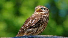 Desktop wallpaper. Animals. ID:90834