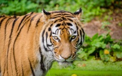Desktop wallpaper. Animals. ID:90835