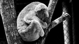 Desktop wallpaper. Animals. ID:90841