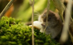 Desktop wallpaper. Animals. ID:90849