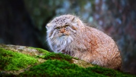Desktop wallpaper. Animals. ID:91005
