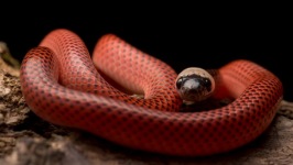 Desktop wallpaper. Animals. ID:91076
