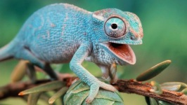 Desktop wallpaper. Animals. ID:91122