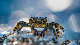 Desktop wallpaper. Animals. ID:91125