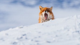 Desktop wallpaper. Animals. ID:91145