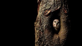 Desktop wallpaper. Animals. ID:91146