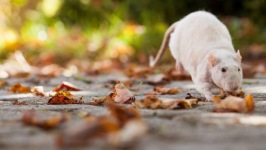 Desktop wallpaper. Animals. ID:91209