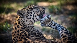 Desktop wallpaper. Animals. ID:91224