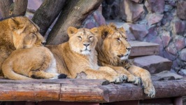Desktop wallpaper. Animals. ID:91316