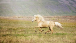 Desktop wallpaper. Animals. ID:91338