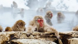 Desktop wallpaper. Animals. ID:91523