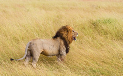 Desktop wallpaper. Animals. ID:91565
