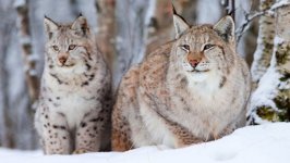 Desktop wallpaper. Animals. ID:91608