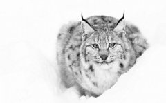 Desktop wallpaper. Animals. ID:91613
