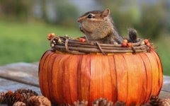 Desktop wallpaper. Animals. ID:91631