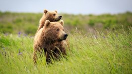 Desktop wallpaper. Animals. ID:91636