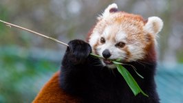 Desktop wallpaper. Animals. ID:91672