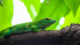 Desktop wallpaper. Animals. ID:91675