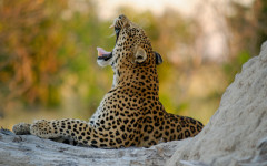 Desktop wallpaper. Animals. ID:91689