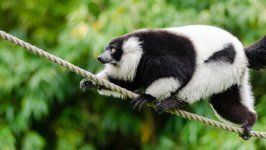 Desktop wallpaper. Animals. ID:91759