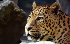 Desktop wallpaper. Animals. ID:91800