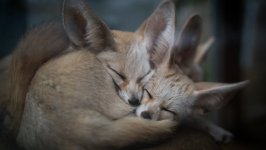 Desktop wallpaper. Animals. ID:91801