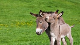 Desktop wallpaper. Animals. ID:91812