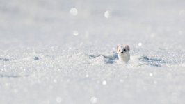 Desktop wallpaper. Animals. ID:91848
