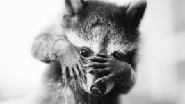 Desktop wallpaper. Animals. ID:91851