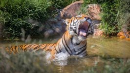 Desktop wallpaper. Animals. ID:91883