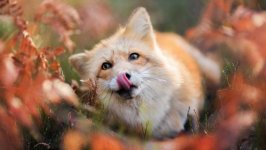 Desktop wallpaper. Animals. ID:91907