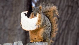 Desktop wallpaper. Animals. ID:91942