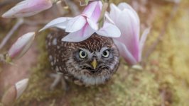 Desktop wallpaper. Animals. ID:91947